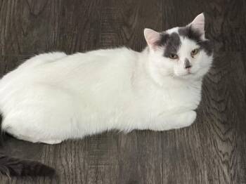 Smudge -  Domestic Short Hair Cat for Adoption in Minneapolis, Minnesota - Smudge | PetCurious
