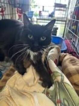 Lexi (Alexandria) -  Domestic Short Hair Cat for Adoption in Manitowoc, Wisconsin - Lexi (Alexandria) | PetCurious