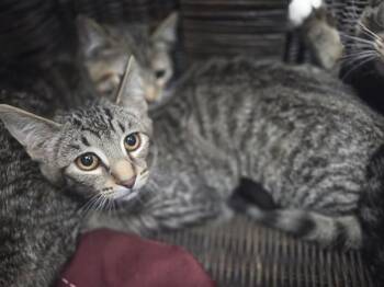 Domestic Short Hair Cats Available for Adoption in Antioch, California - ECHO | PetCurious