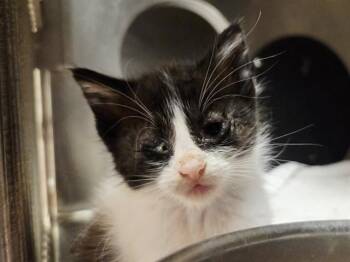 A1048831 -  Domestic Short Hair Cat for Adoption in Martinez, California - A1048831 | PetCurious