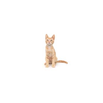 Nacho -  Domestic Short Hair Cat for Adoption in Los Angeles, California - Nacho | PetCurious