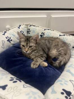 Tabitha -  Domestic Medium Hair Cat for Adoption in Emerald Isle, North Carolina - Tabitha | PetCurious