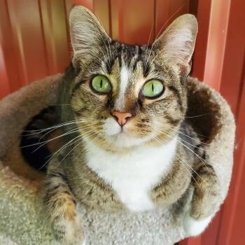 Gracie -  Domestic Short Hair Cat for Adoption in Brighton, Missouri - Gracie | PetCurious