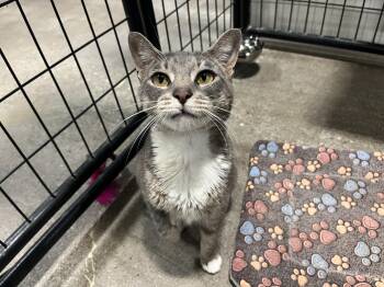Friskie -  Domestic Short Hair Cat for Adoption in Columbus, Ohio - Friskie | PetCurious