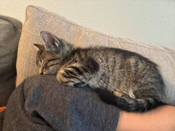 Waffle -  Domestic Short Hair Cat for Adoption in St. Cloud, Florida - Waffle | PetCurious