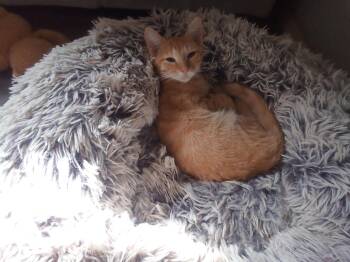 Ginger -  Domestic Short Hair Cat for Adoption in Antioch, California - Ginger | PetCurious