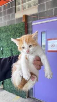 61126672 -  Domestic Short Hair Cat for Adoption in El Paso, Texas - 61126672 | PetCurious