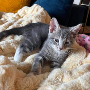Chowder -  Domestic Short Hair Cat for Adoption in Plainfield, Illinois - Chowder | PetCurious