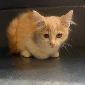 TUSC-Stray-85740 -  Domestic Medium Hair Cat for Adoption in Tuscaloosa, Alabama - TUSC-Stray-85740 | PetCurious