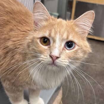 Jaafar  -  Domestic Medium Hair Cat Available for Adoption in Dalton, Georgia - Jaafar  | PetCurious
