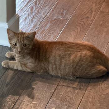 Sparkplug C12198 -  Domestic Short Hair Cat for Adoption - Sparkplug C12198 | PetCurious