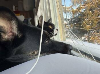 Tuxedo and Domestic Short Hair Cats Available for Adoption - Sylvestor | PetCurious