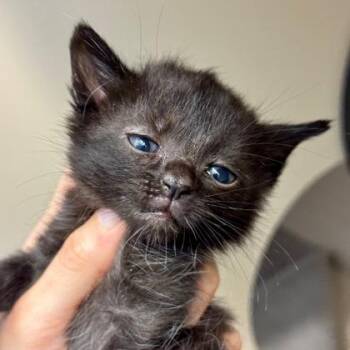 Tanya -  Domestic Short Hair Cat for Adoption in Cincinnati, Ohio - Tanya | PetCurious