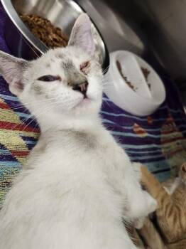 SPARKLE -  Domestic Short Hair Cat for Adoption in St. Peters, Missouri - SPARKLE | PetCurious