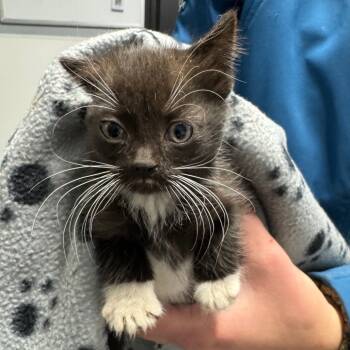 Rescue Domestic Short Hair Cats for Adoption in Spring Hill, Kansas - Elphaba | PetCurious