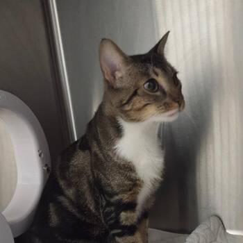 Scar -  Domestic Short Hair Cat for Adoption in Ballston Spa, New York - Scar | PetCurious