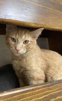 Fred -  Domestic Short Hair Cat for Adoption in Champaign, Illinois - Fred | PetCurious