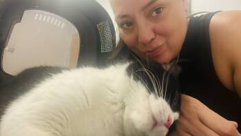 Rescue Domestic Short Hair Cats for Adoption in Chicago, Illinois - Luna | PetCurious