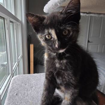 Tortoiseshell Cats Available for Adoption in Woodbridge Township, New Jersey - Sloane | PetCurious