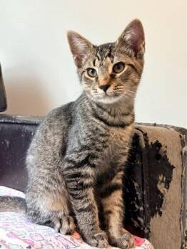 Jam $75 fostered -  Domestic Short Hair Cat for Adoption in Seneca, South Carolina - Jam $75 Fostered | PetCurious