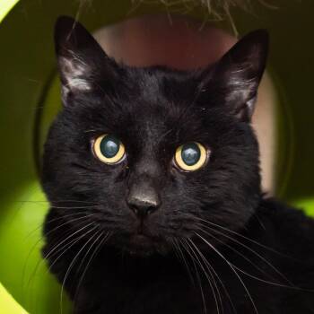 Domestic Short Hair Cats Available for Adoption - Ichabod | PetCurious