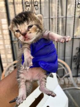 CARDI B -  Domestic Short Hair Cat for Adoption in Dallas, Texas - CARDI B | PetCurious