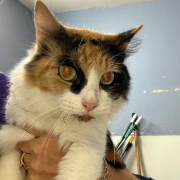 Mama Cat -  Domestic Long Hair Cat for Adoption in Lake Jackson, Texas - Mama Cat | PetCurious