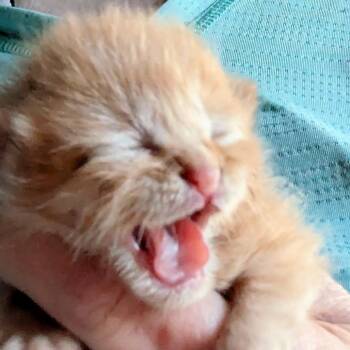 Tanager -  Domestic Short Hair Cat for Adoption in Greenwood, Missouri - Tanager | PetCurious