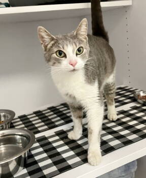 Rescue Tabby and Domestic Short Hair Cats for Adoption in Dublin, Ohio - Spider Pumpkin | PetCurious