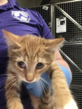 A432226 -  Domestic Short Hair Cat for Adoption in Conroe, Texas - A432226 | PetCurious