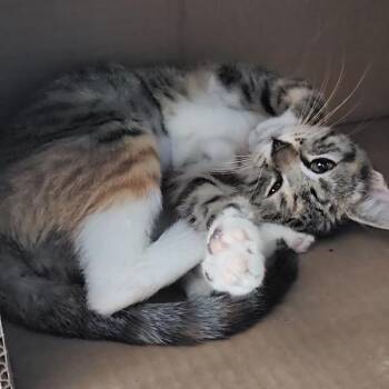 Sherre -  Domestic Short Hair Cat for Adoption in Des Moines, Iowa - Sherre | PetCurious