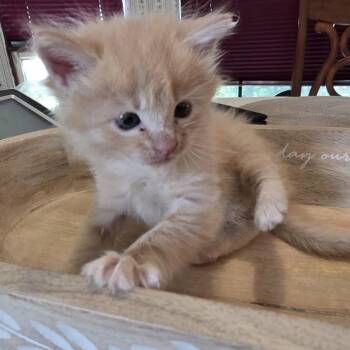 Domestic Medium Hair Cats Available for Adoption in Missouri City, Texas - Frasier | PetCurious