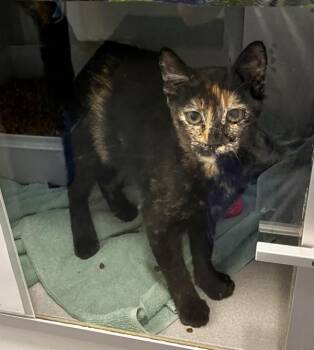 Phoebe -  Domestic Short Hair Cat for Adoption in Stratham, New Hampshire - Phoebe | PetCurious