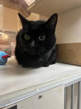 Domestic Short Hair Cats Available for Adoption - 89887A Lucy | PetCurious