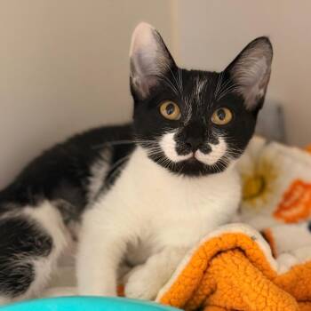 Jellybean -  Domestic Short Hair Cat for Adoption in Cumming, Georgia - Jellybean | PetCurious