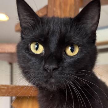Lint -  Domestic Short Hair Cat for Adoption in Auburn, Nebraska - Lint | PetCurious