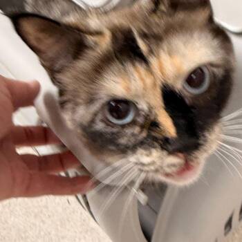 Phoebe -  Domestic Short Hair and Siamese Cat for Adoption in Evansville, Indiana - Phoebe | PetCurious