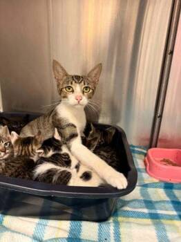 Wendy -  Domestic Short Hair Cat for Adoption in Bowling Green, Kentucky - Wendy | PetCurious