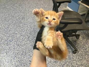 Domestic Short Hair Cats Available for Adoption in Thousand Palms, California - A1919541 | PetCurious