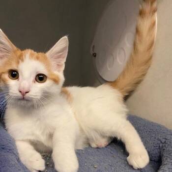 Cinnabon -  Domestic Short Hair Cat for Adoption in Dayton, Ohio - Cinnabon | PetCurious