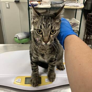 Domestic Short Hair Cats Available for Adoption in Las Cruces, New Mexico - Cleo Aka Cupid | PetCurious