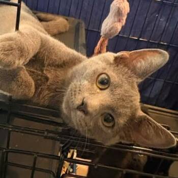 Sledge -  Domestic Short Hair Cat for Adoption in Washington, District Of Columbia - Sledge | PetCurious