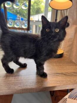 Oopsie! -  Domestic Medium Hair and Domestic Short Hair Cat for Adoption in New Orleans, Louisiana - Oopsie! | PetCurious