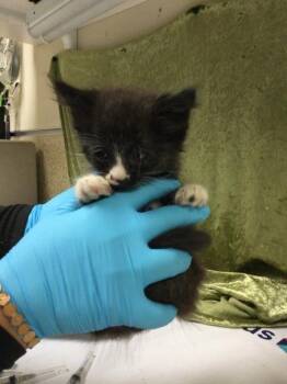 Domestic Short Hair Cats Available for Adoption in Riverside, California - SUSIE | PetCurious