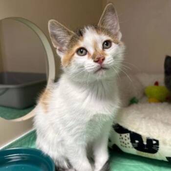 Winnie MD 0626 -  Domestic Short Hair Cat for Adoption - Winnie MD 0626 | PetCurious
