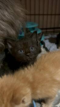 Reed Ro. -  Domestic Short Hair Cat for Adoption in West Peoria, Illinois - Reed Ro. | PetCurious