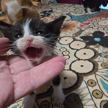 Professor Oink -  Domestic Short Hair Cat for Adoption in Conway, Arkansas - Professor Oink | PetCurious