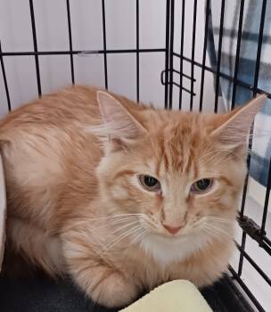 Rescue Domestic Long Hair Cats for Adoption in Grand Junction, Colorado - Chauncy | PetCurious