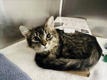 Domestic Short Hair Cats Available for Adoption in Santa Fe, New Mexico - FEDORA | PetCurious