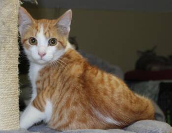 Rescue Domestic Short Hair Cats for Adoption in Huron, South Dakota - Hippie | PetCurious